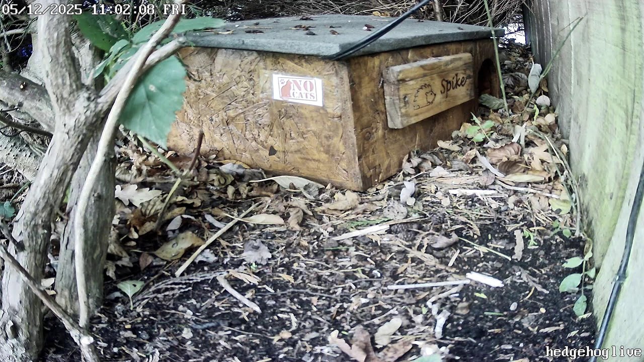 Hedgehog live stream