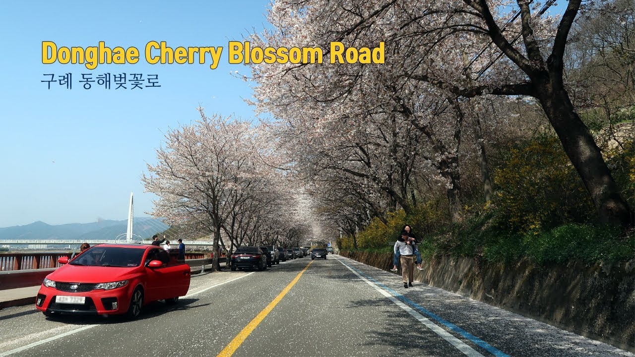 Driving in Korea: Donghae Cherry Blossom Road(Scenic Drives) | 구례 동해벚꽃로 드라이브
