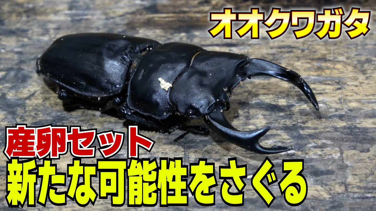 オオクワガタ産卵セットの作成方法と検証