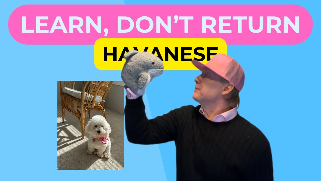 🐶Havanese -📚Learn,🚫Don't↩️Return 