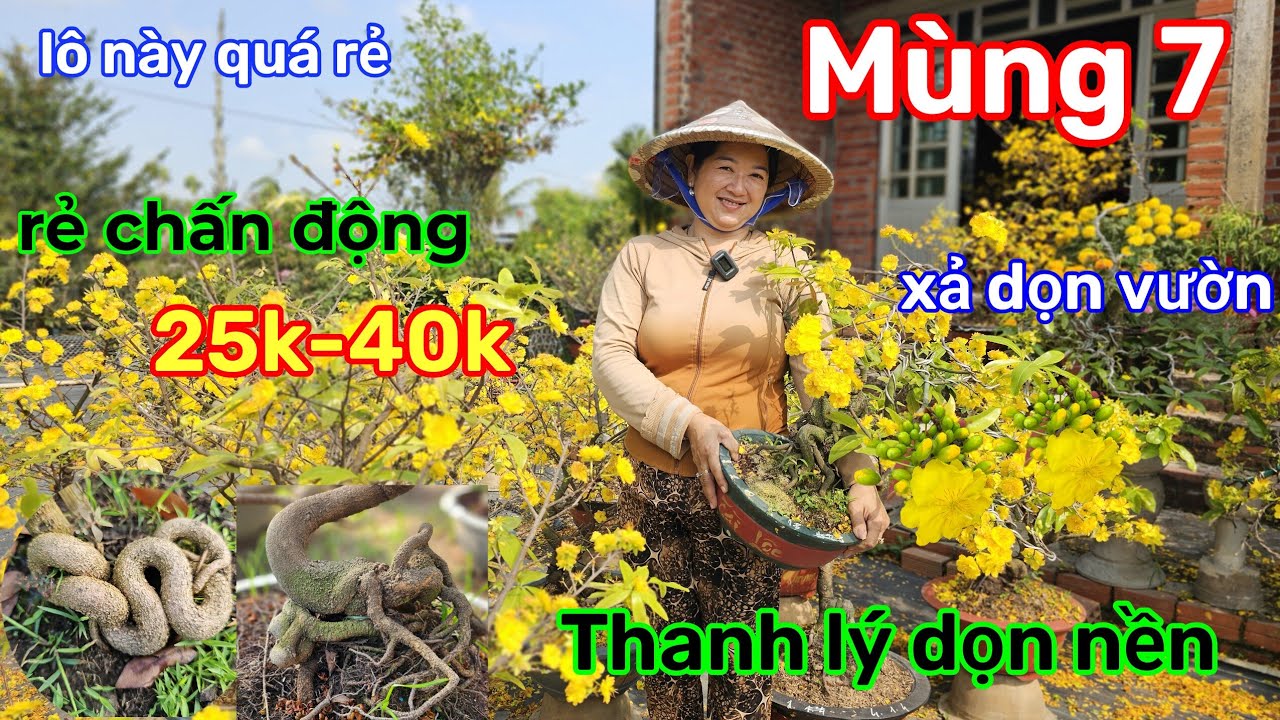 🌲23/2☎️Vườn mai Chị Thảo☎️Thanh lý dọn nền🌲xả hết vườn🌲cần nền gấp🌲25k-40k🌲3 mùa 
