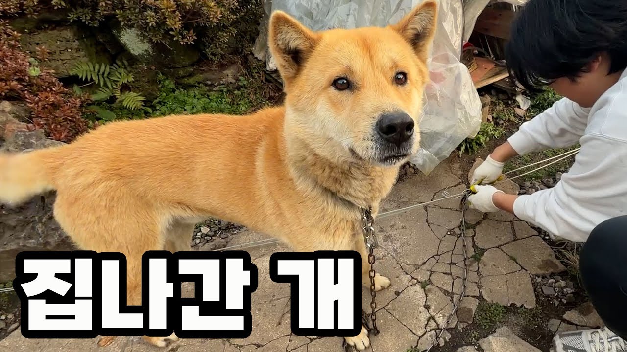 누렁이가 집을 나갔습니다..!