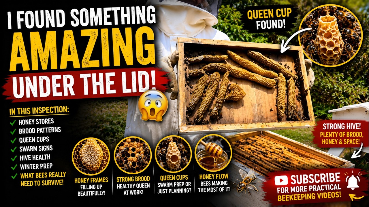 What I Found Inside This Strong Hive During Today’s Inspection Surprised Me