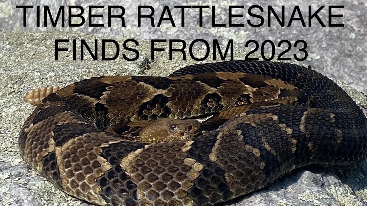 Venomous Timber Rattlesnake finds in 2023 from the Mid-Atlantic ( MD and PA)