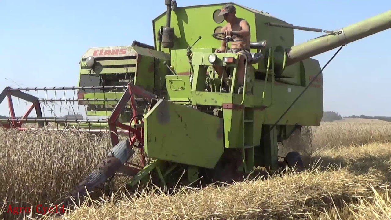 Żniwa 2017 Claas Cosmos koszenie pszenicy