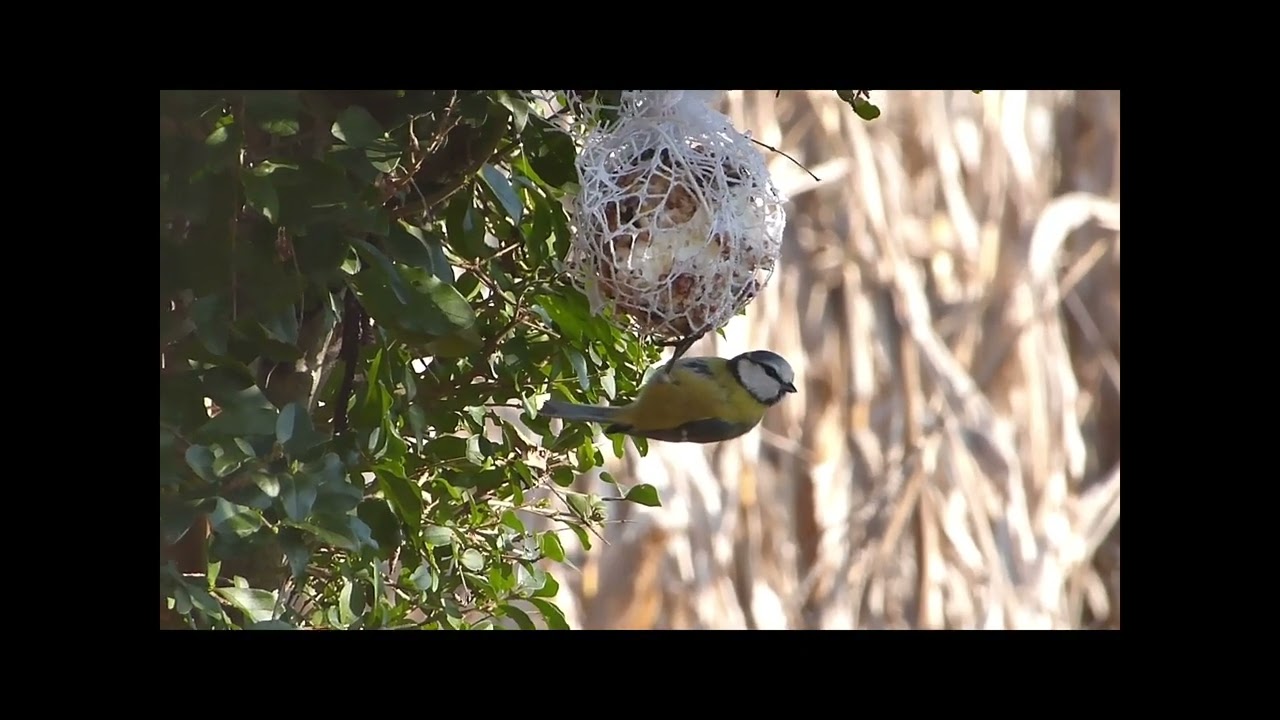 Cinciallegre Maserada sul Piave
