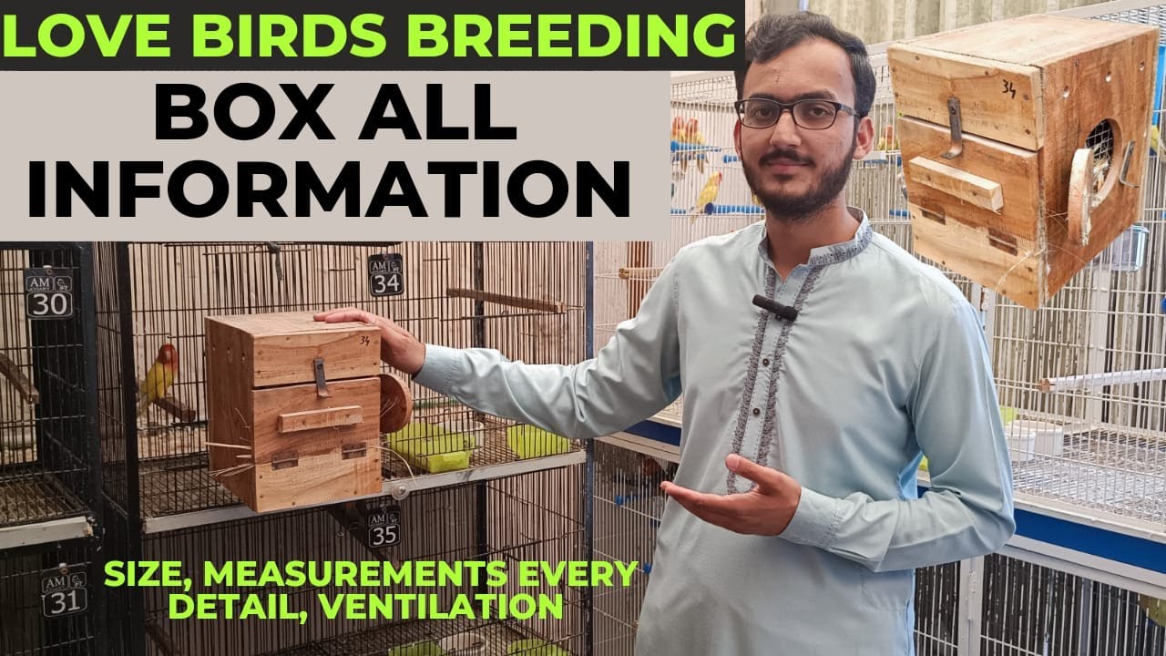 Love Bird Breeding Box | Measurement | Size | Shani Bhai Aviary