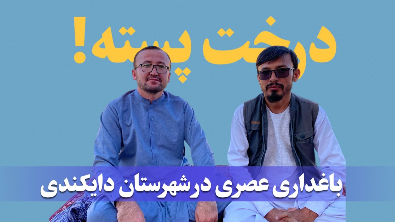 باغداری نوین | درخت پسته و انواع میوها | در باغچه داکتر بختیار حیدری | القان مرکز ولسوالی شهرستان | 