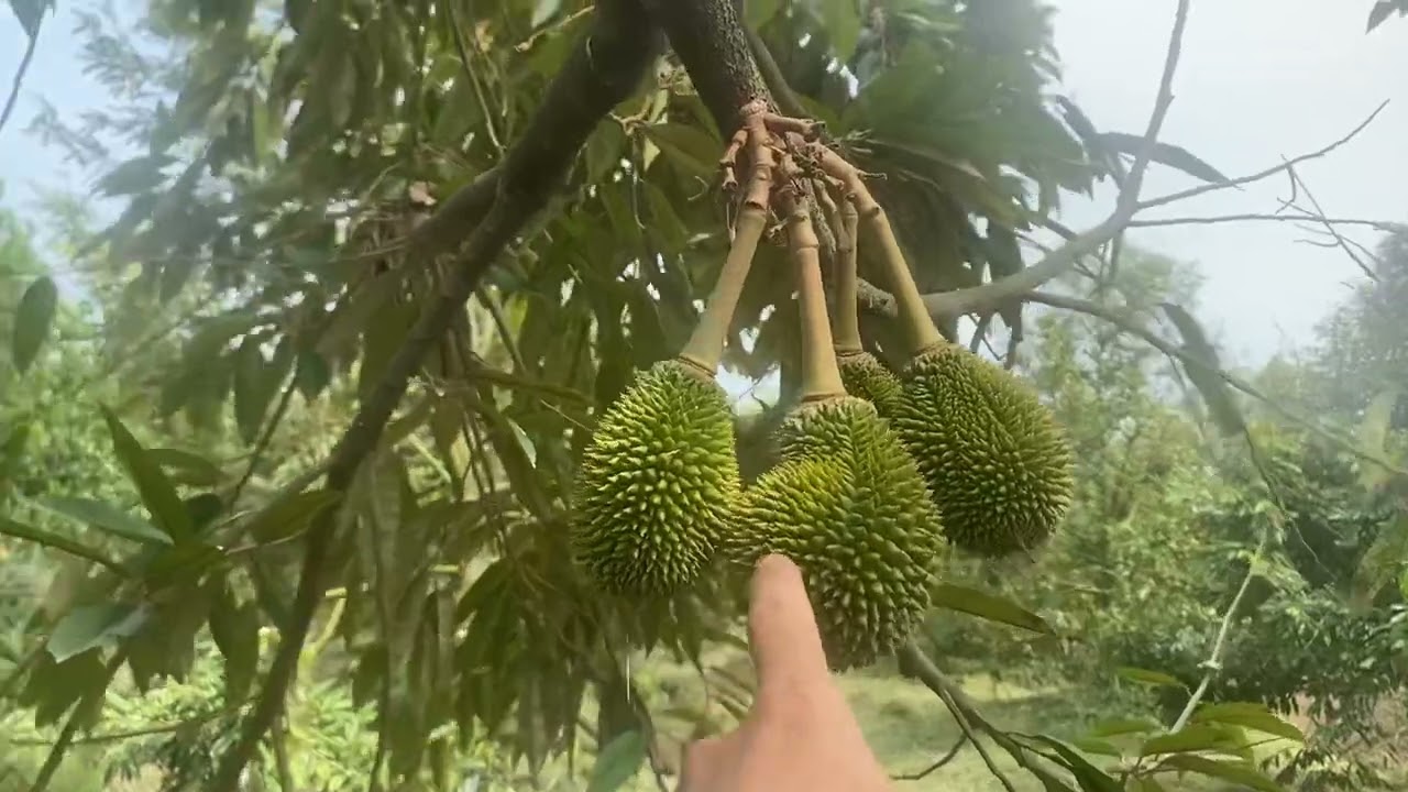 Mô hình ghép lấy phấn cho musangking và r6 trái tròn,đẹp 
