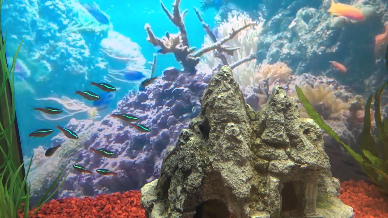 Neon Salmler LED Background