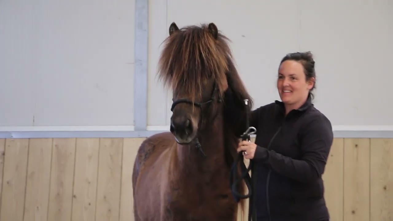Jonge hengstenkeuring 2023