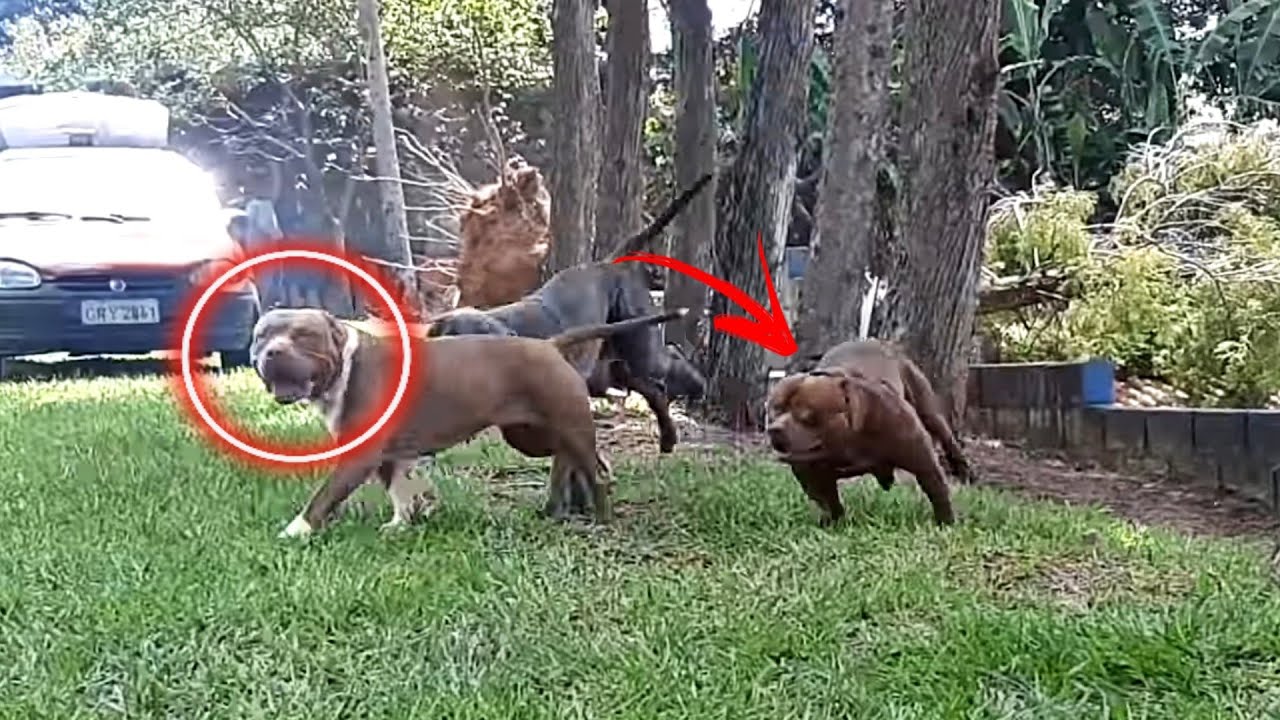 NARJARA NOVA NAMORADA DO MENINO URSO CHEGOU
