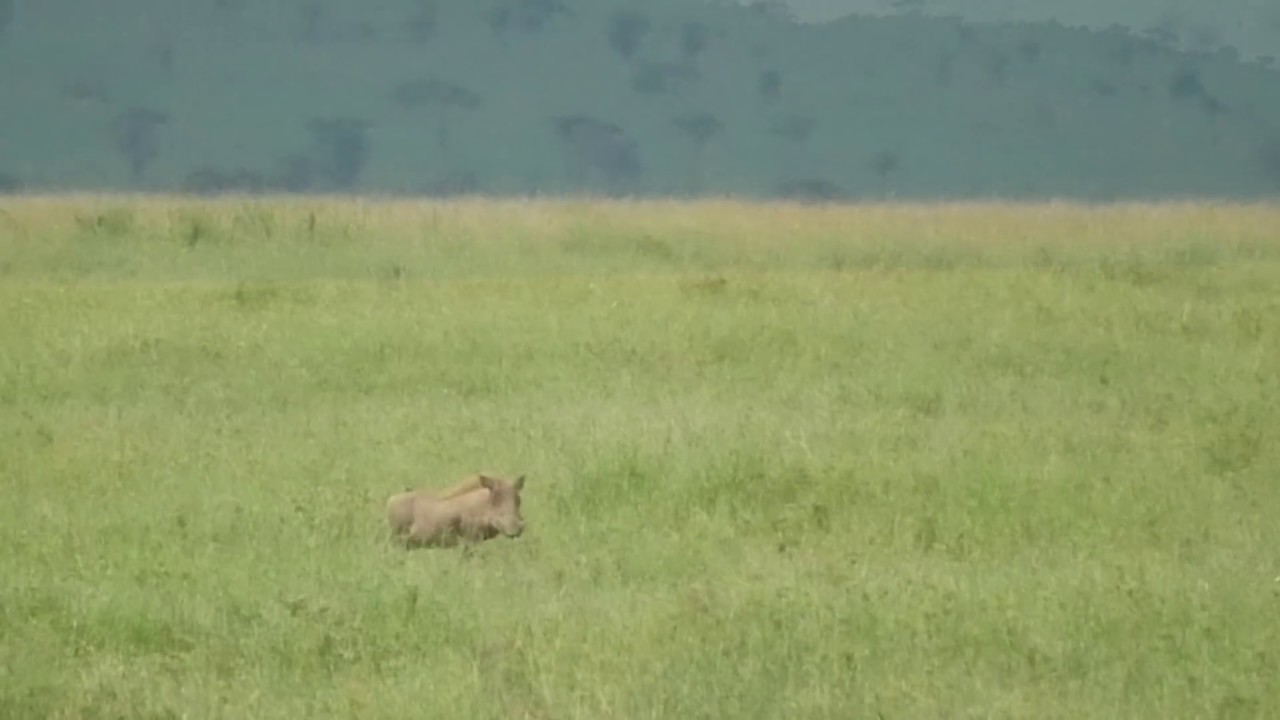 Leopard stalks warthog before snatching its baby in the Serengeti.