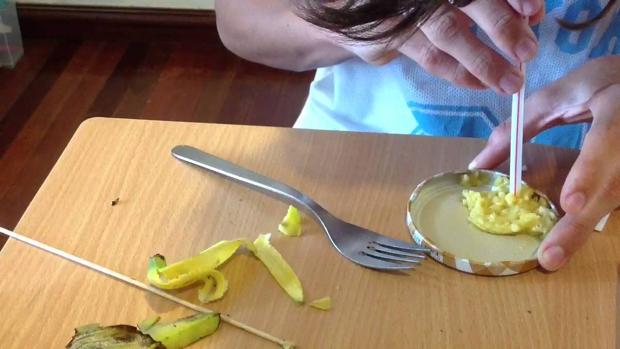 [TUTO] Nourrir un oiseau qui refuse de manger