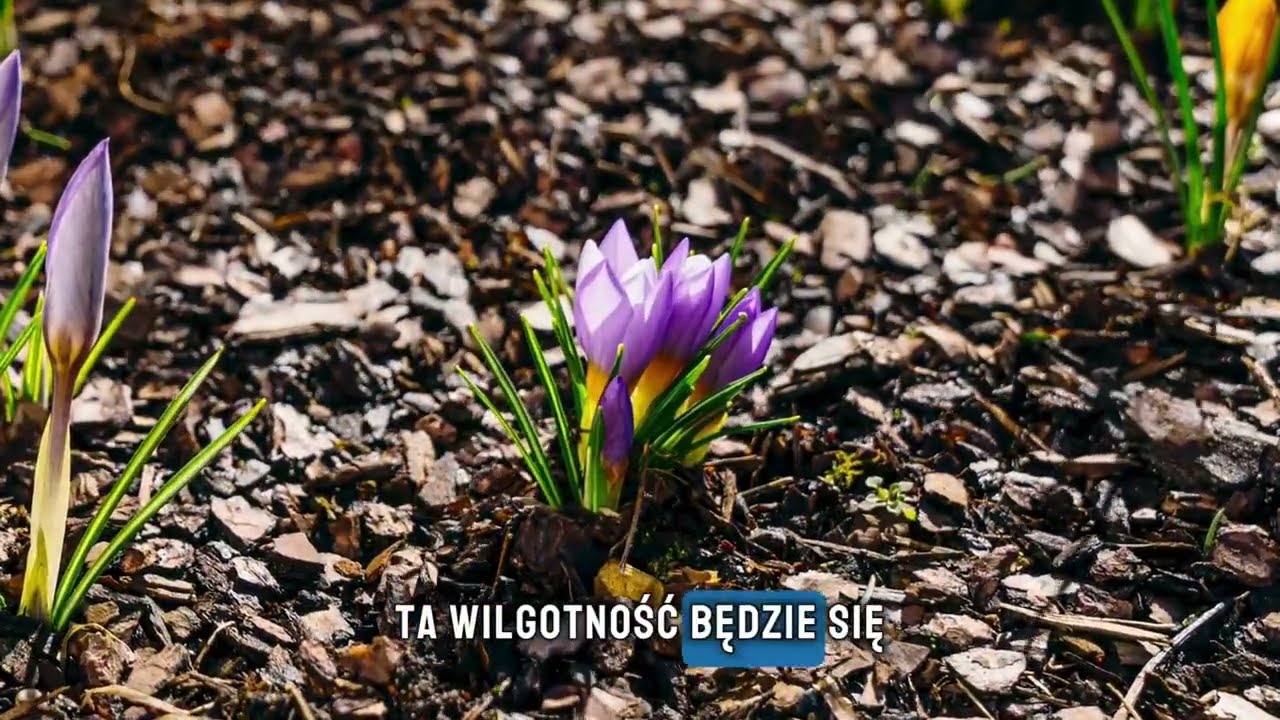 Jak ochronić pola przed suszą i podtopieniami?
