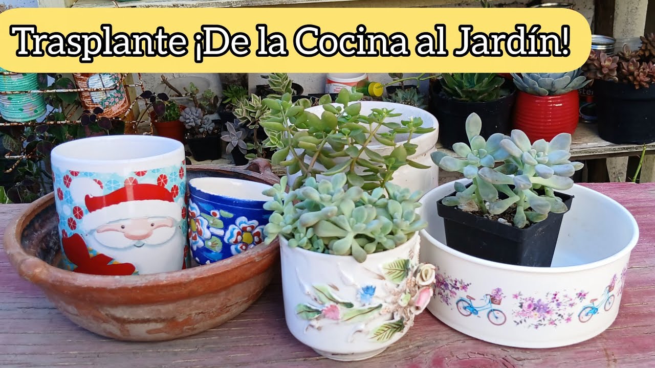 Trasplantando Suculentas en Utencilios de cocina 😉 De la Cocina al Jardín 