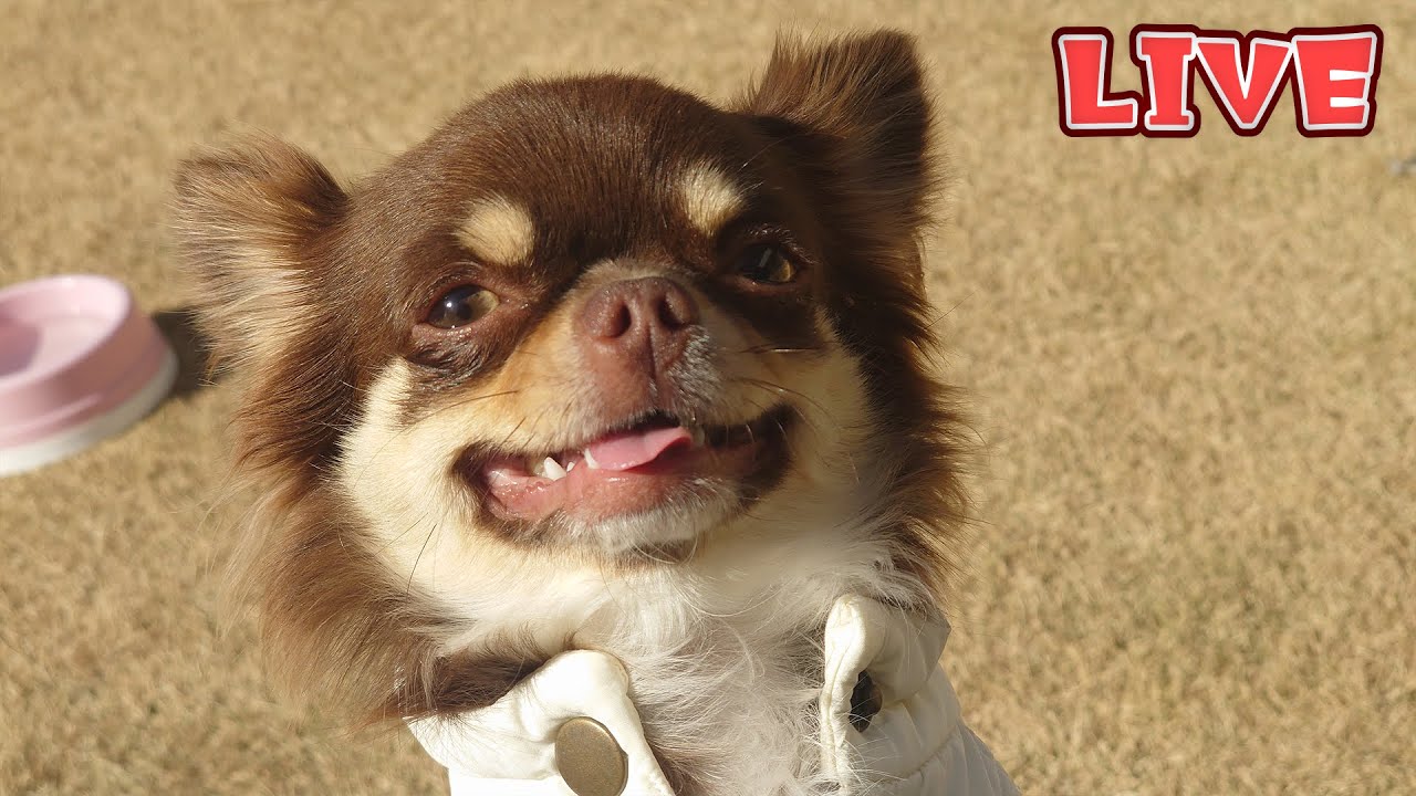 【Live】ご家族募集中のチワワの仔犬と遊びながら雑談するゲリラ配信【ブリーダー】