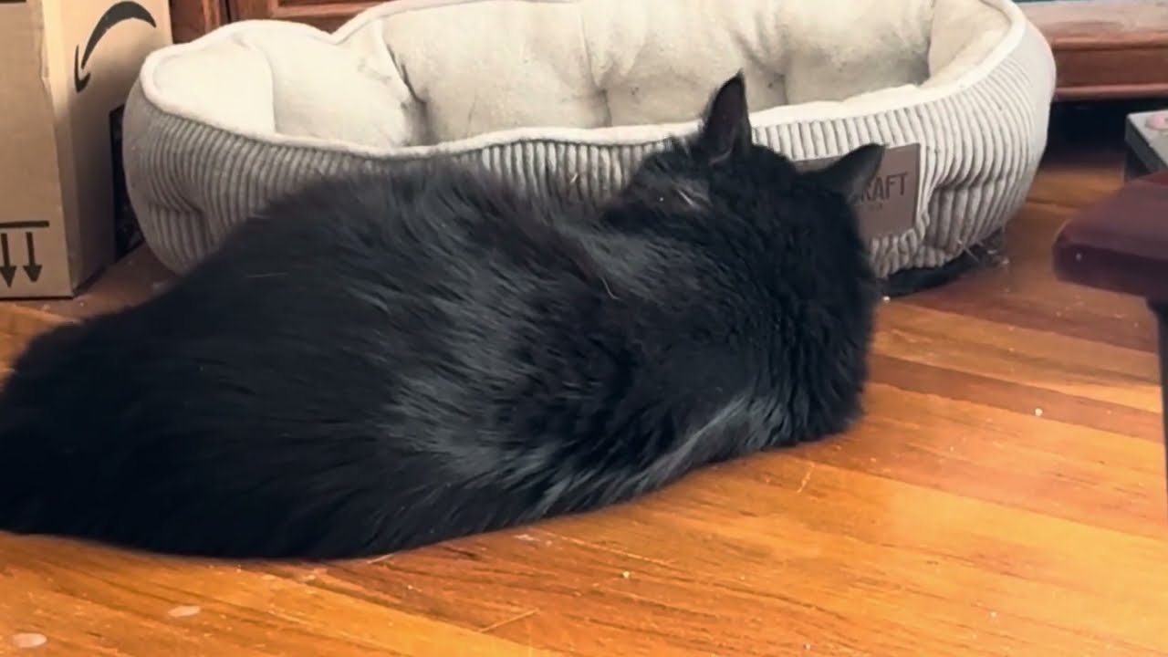 Four Minutes of Games, Four Minutes of Buddy the Cat