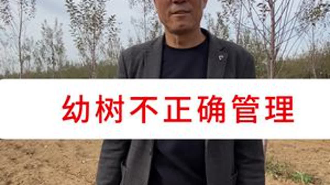 幼树管理至关重要，错误的引导，会让果农延期上产，投资加大 时间成本亏损#洛川大海 #大海带叶修剪 #辩证管理