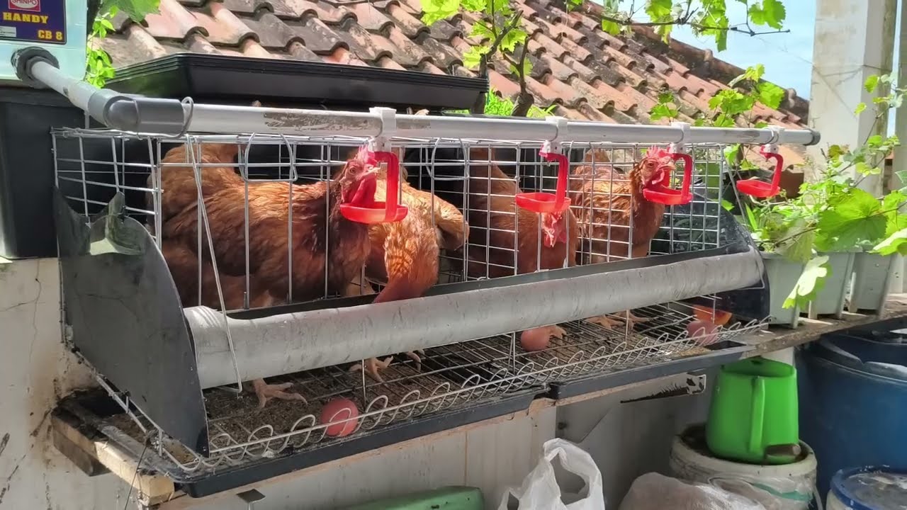 Ayam petelur pekarangan 