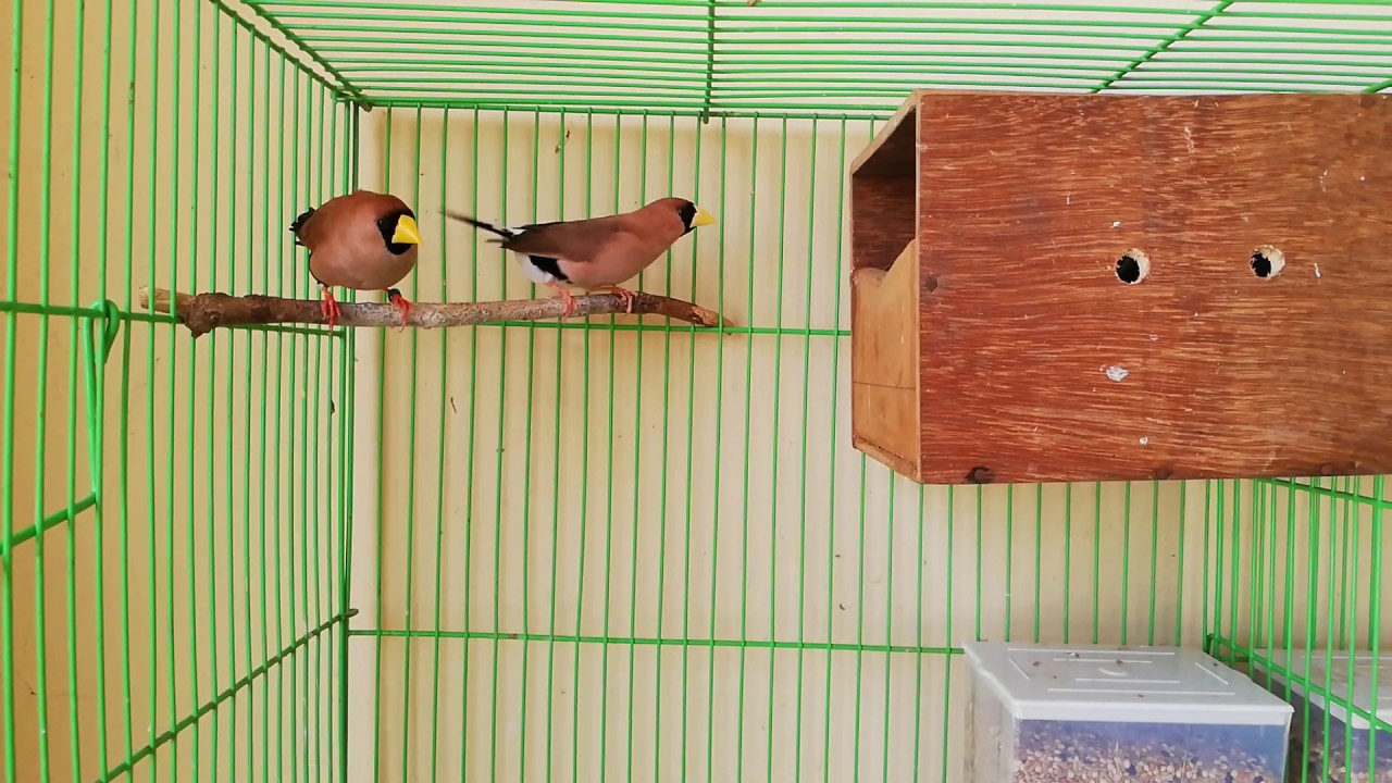Masked Grass Finches Breeding