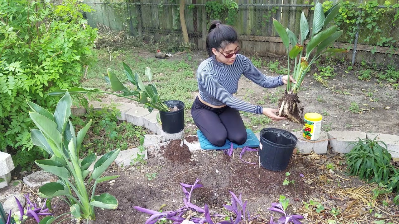 Transplanting Hostas (Orange bird of paradise)
