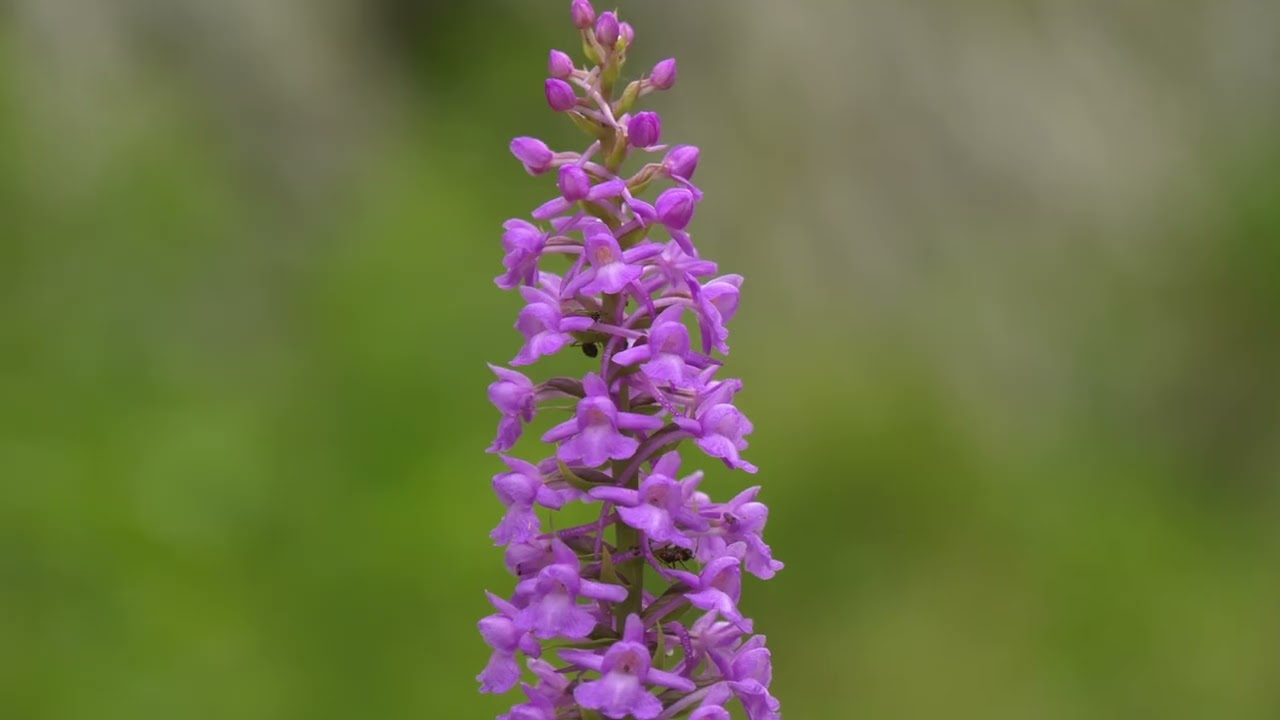 ROK ORCHIDEI CZ2 LATO MP4