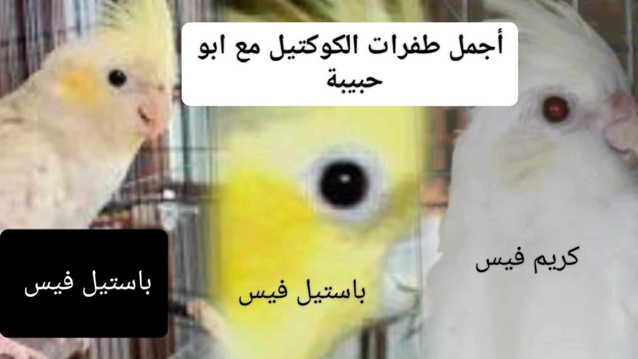 كيفية انتاج اجمل طفرات الكوكتيل مع ابو حبيبة 
