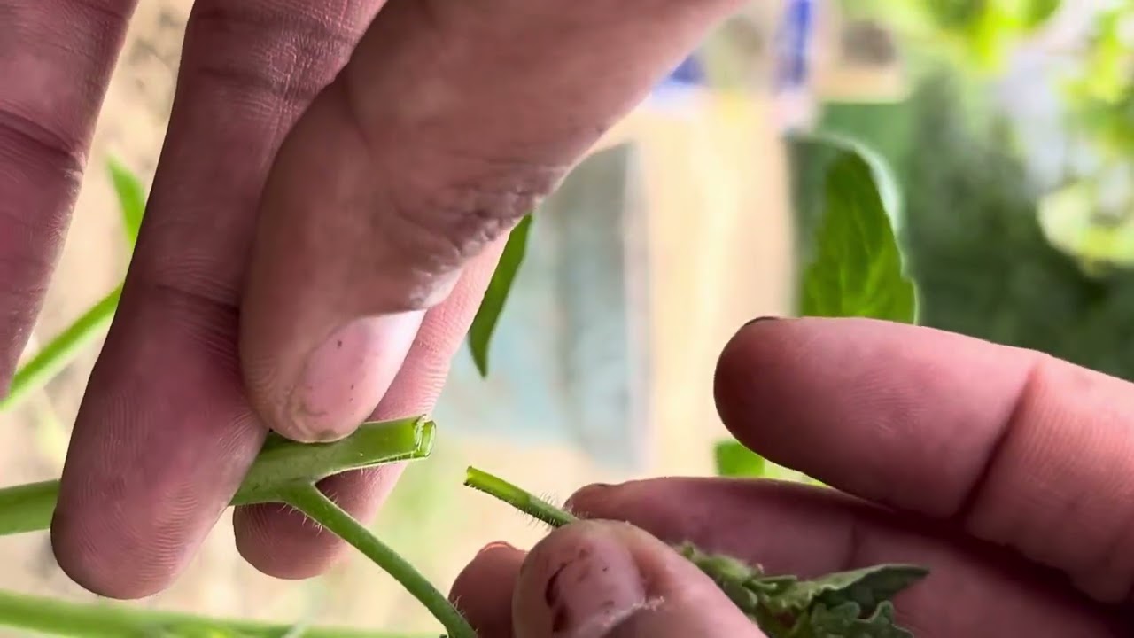 Tomto garfting new roots