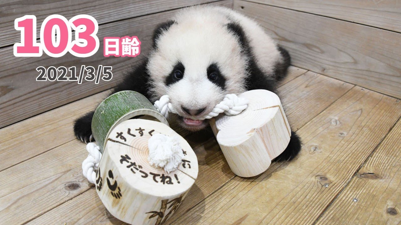 【パンダの赤ちゃん】おもちゃで遊び疲れて...（103日齢）