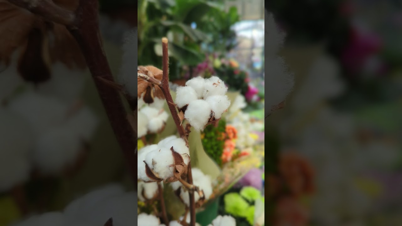 Des fleurs de coton en plein Paris, nous sommes au march&eacute; aux fleurs #fleur #Paris, #beaut&eacute;, #art