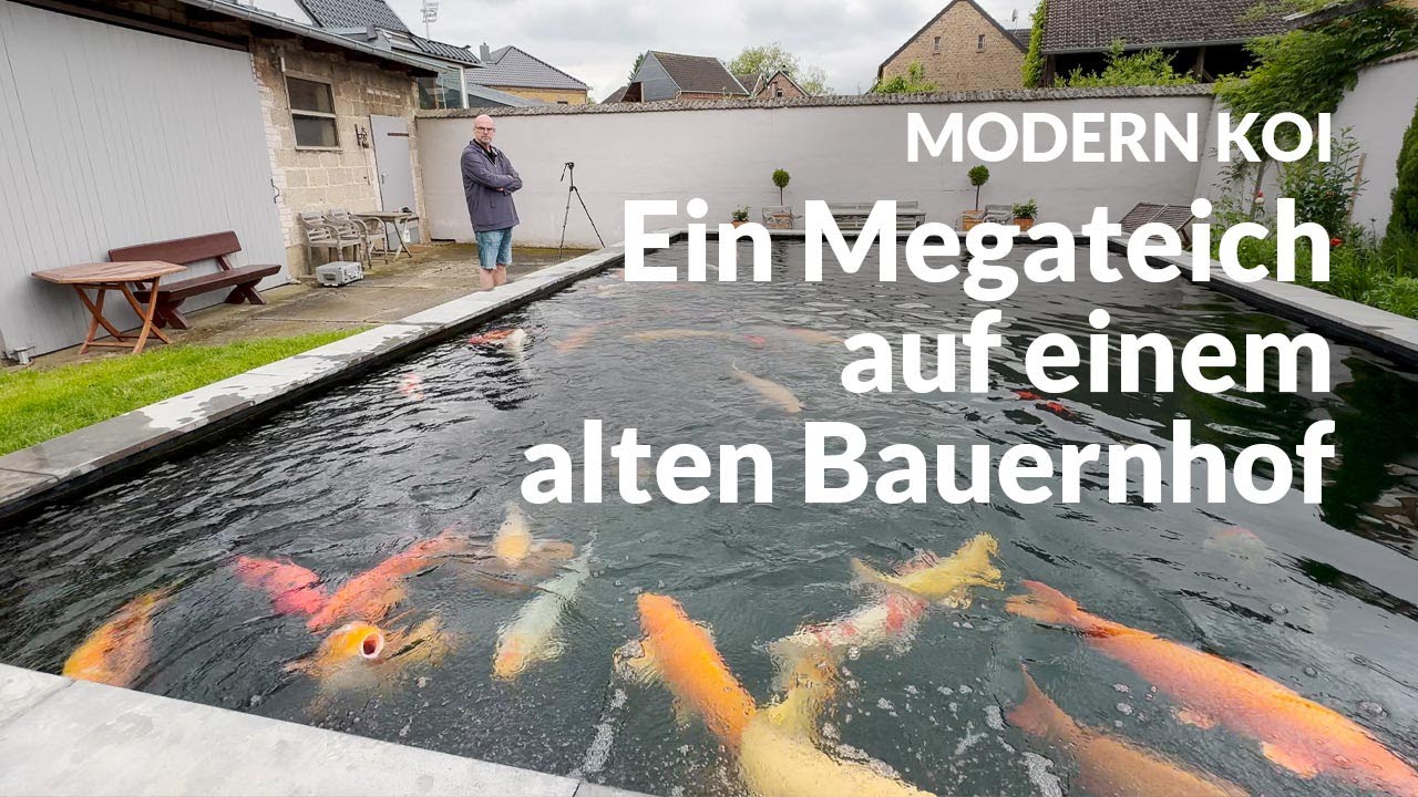 Miriam und Martins hochgemauerter Riesenteich | Modern Koi Blog #6825