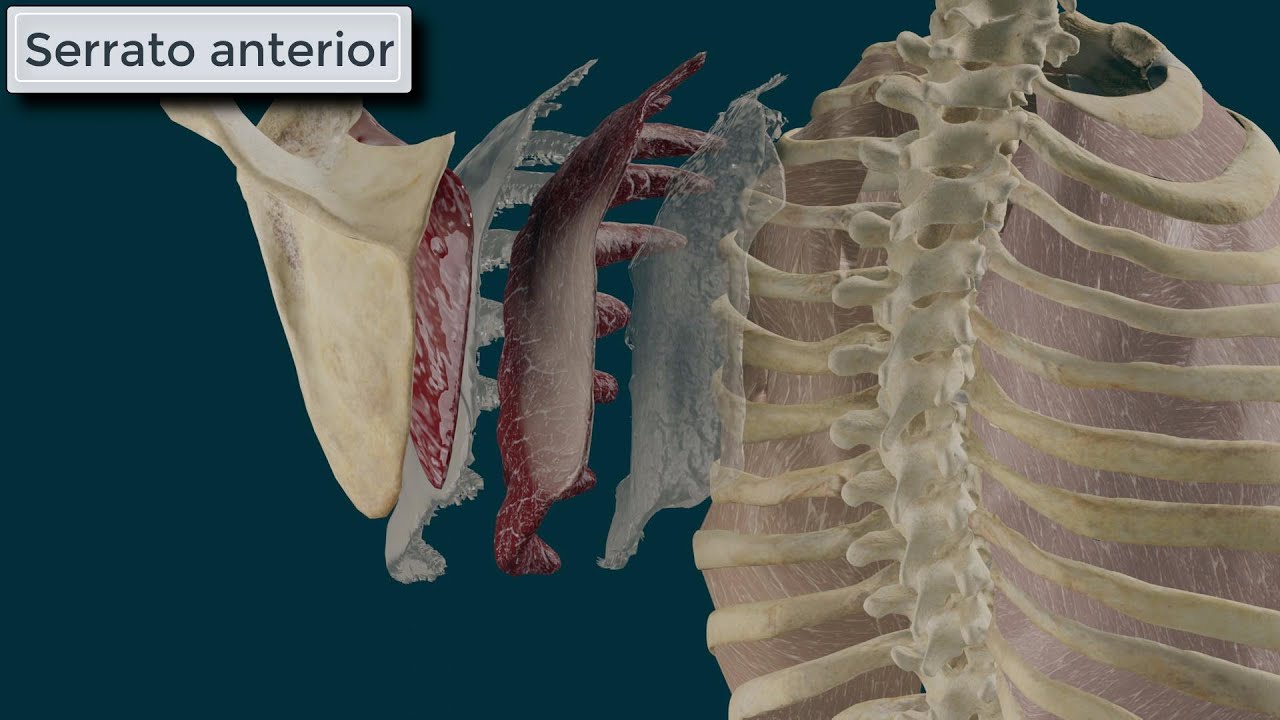 Serrato Anterior. Origen, Inserción, Función e Inervación
