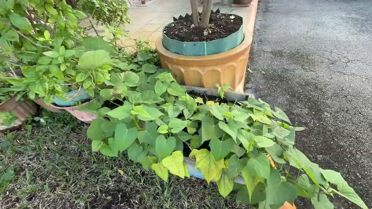 Thương em mong moi người ủng hộ kênh em  nha em cảm on nhieu 