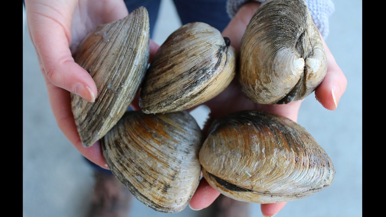 Red's Best - How To Size Clams
