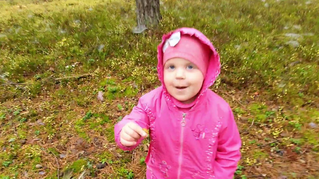 Mushroom Hunting in the Polish Forest