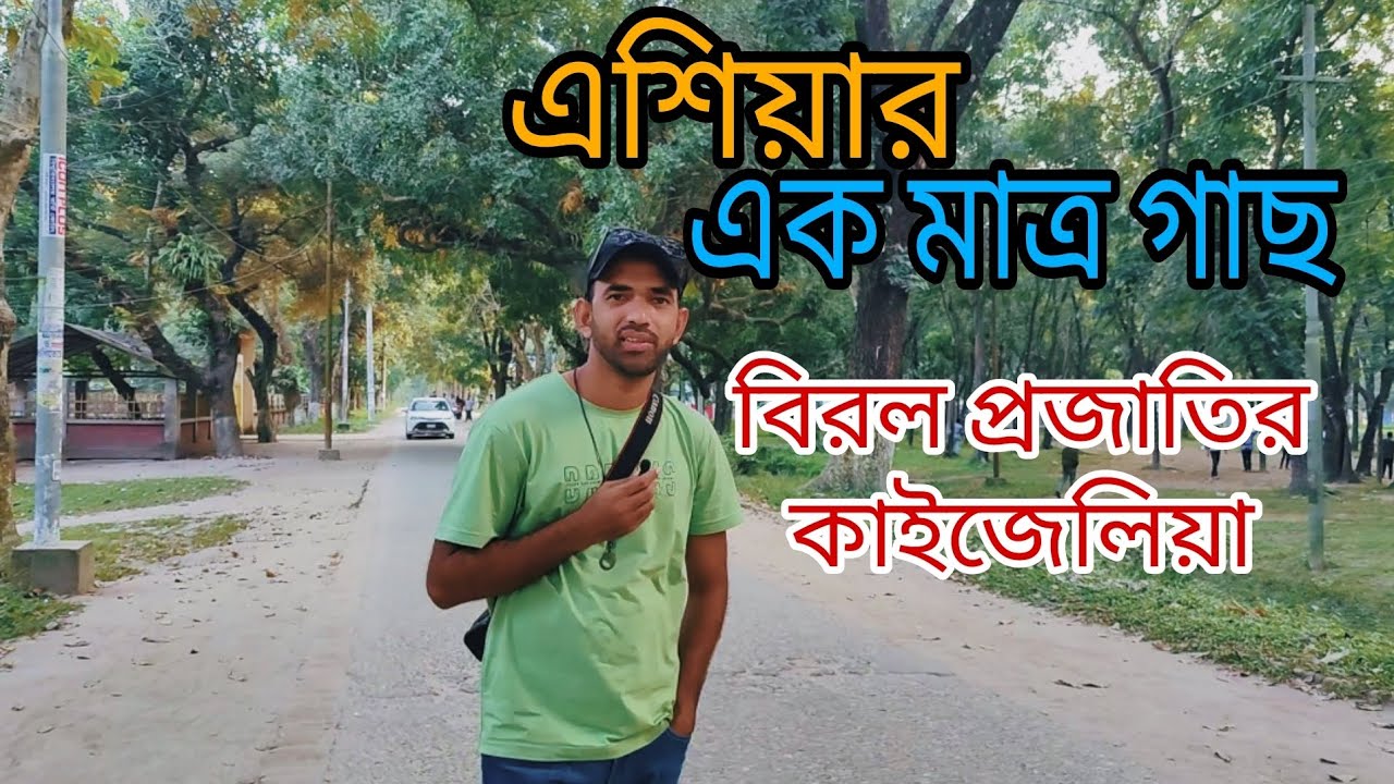 বিরল গাছের সন্ধানে রংপুর৷ 