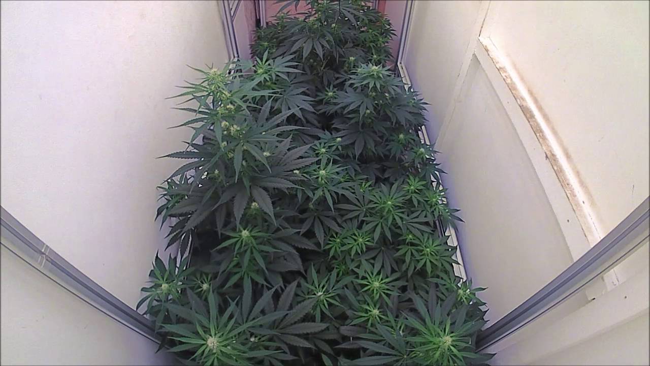 sanlight timelapse 2nd movie