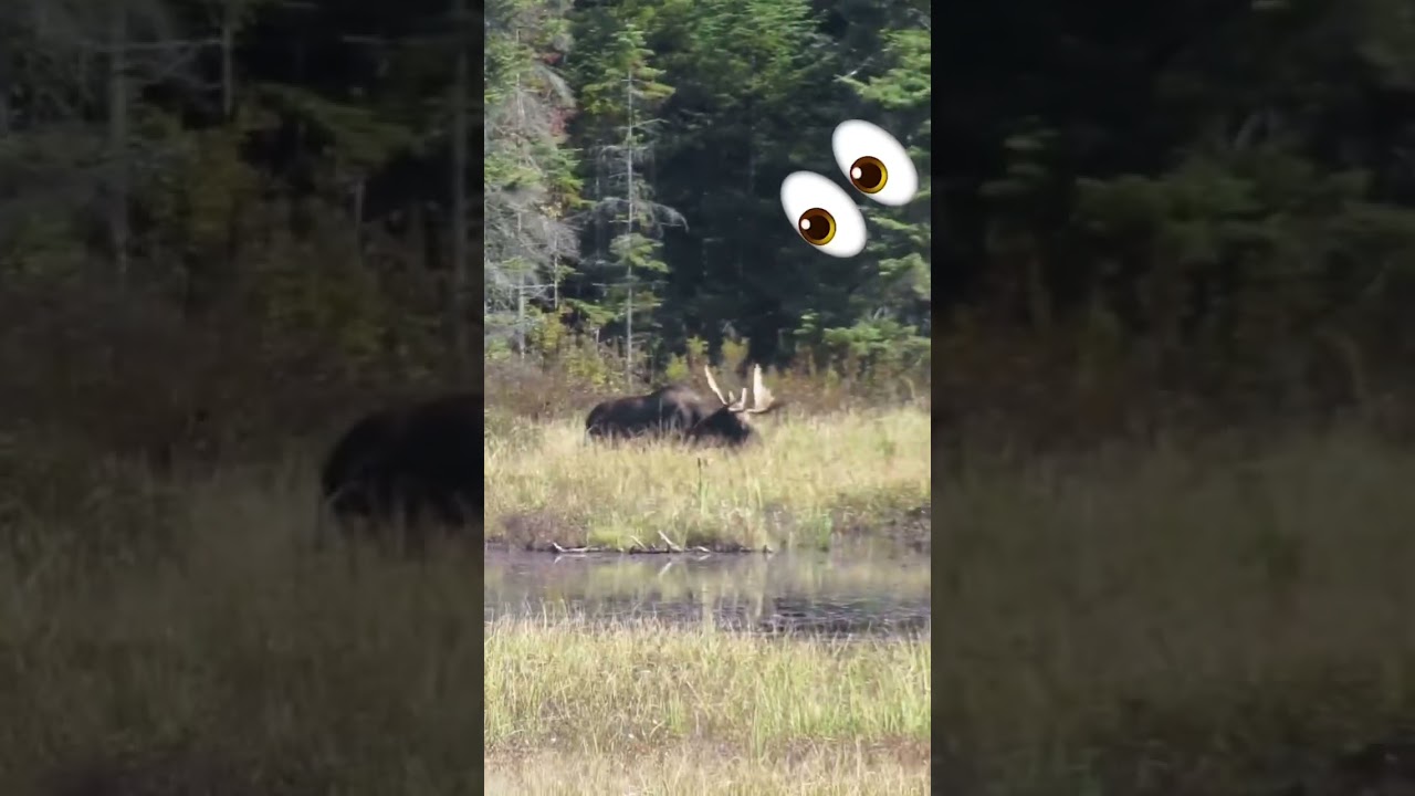 Let&rsquo;s go #hiking in #algonquinpark! #ontario #wildlife