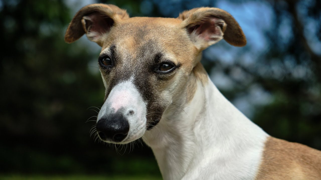 Nellie the Whippet on her first dog show