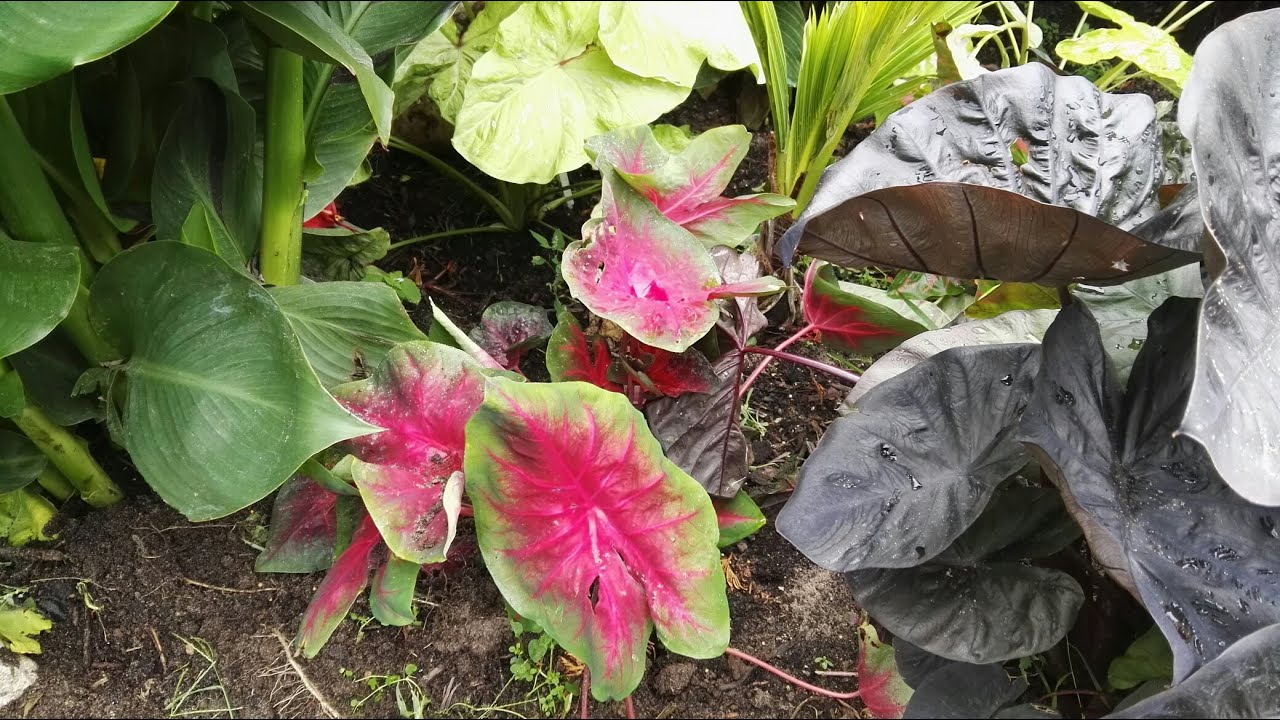 Wykopywanie i rozsadzanie caladium , colocasia tea cup , black ripple , black sapphire gecko