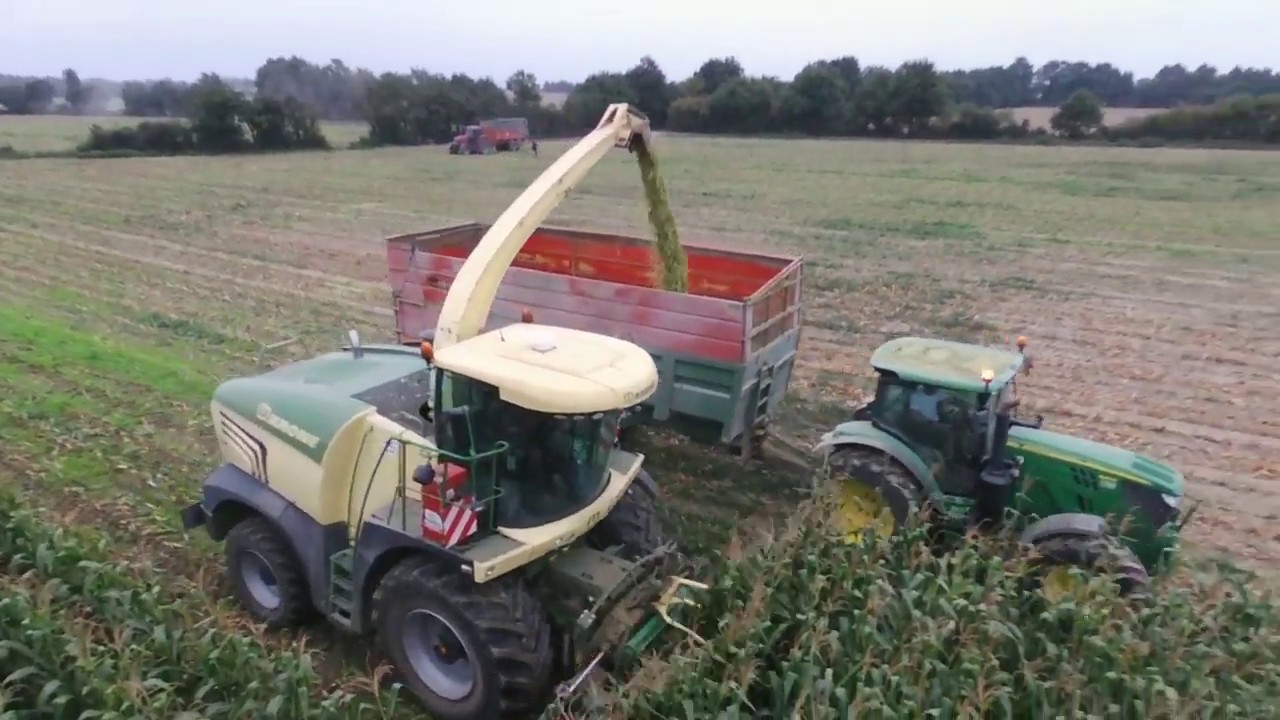 Ensilage de maïs au GAEC Maingot.