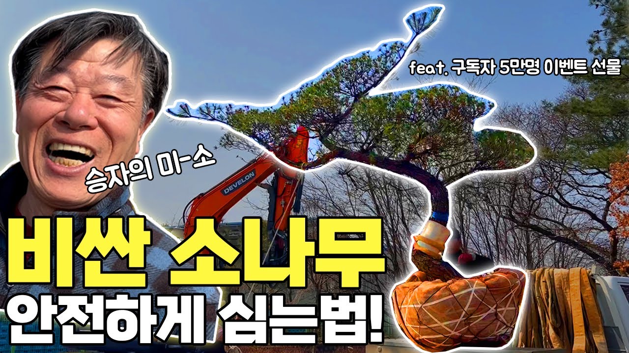 비싼 특수목 소나무 식재에 대한 수석님의 노하우 대방출~![이벤트 당첨 소나무 식재영상! ]