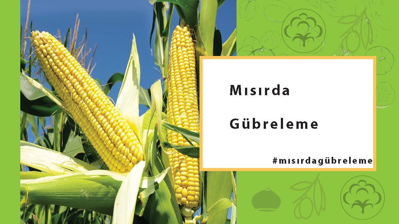 Mısırda Gübreleme