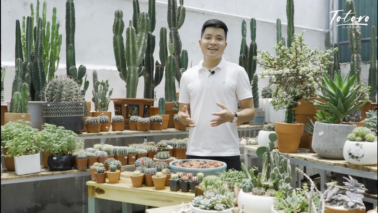 LƯU Ý QUAN TRỌNG KHI CHỌN MUA XƯƠNG RỒNG | Thế nào là một cây xương rồng bị thuốc, cây dễ chết