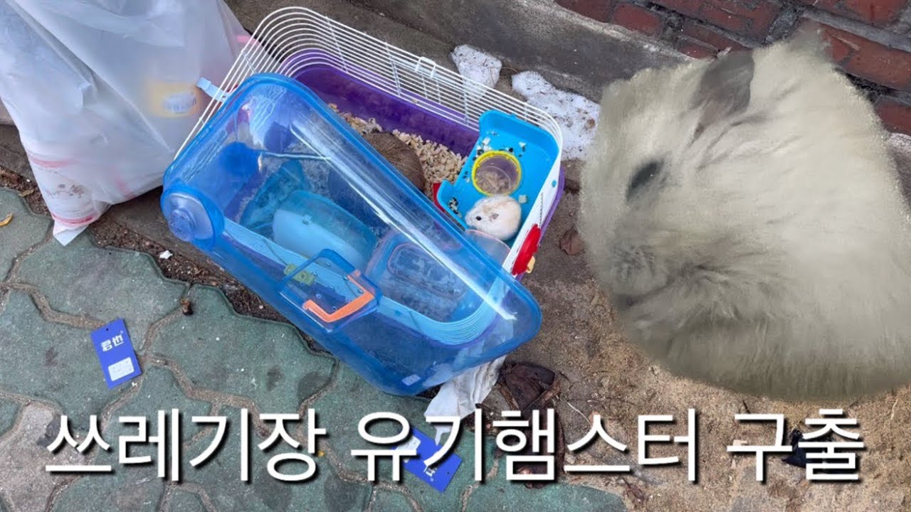 #1 한겨울 쓰레기장 유기 햄스터 구출 | 햄스터 임시보호 | 햄스터 구호물품 후원