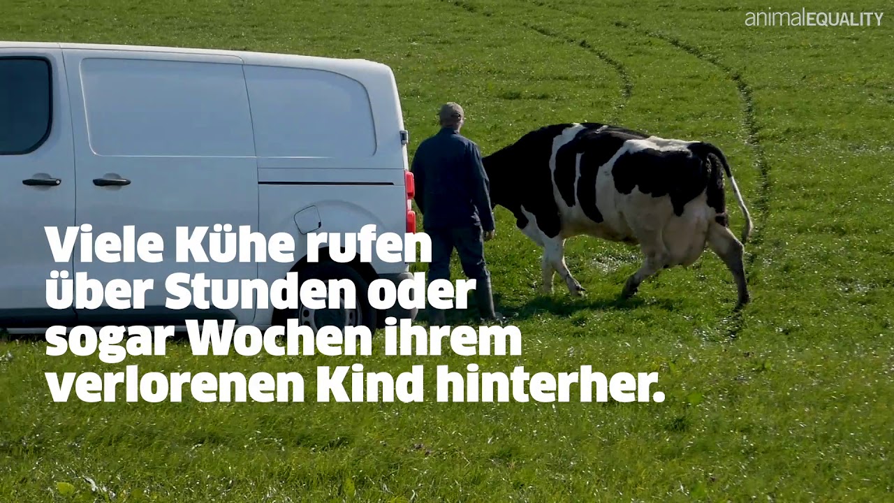 Herzzerrei&szlig;ende Trennung von Kuh und Kalb 💔😢
