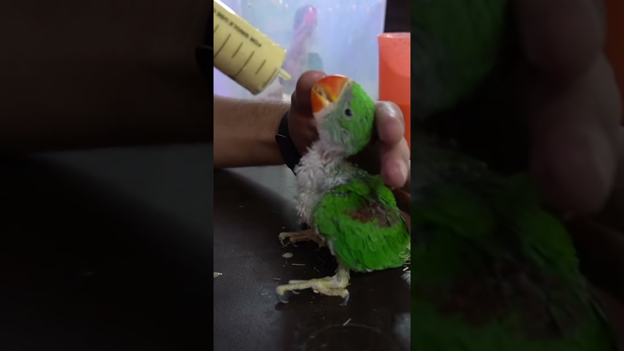 Feeding the Rescued Parrot Chicks! #parrort #feeding #wildliferescue