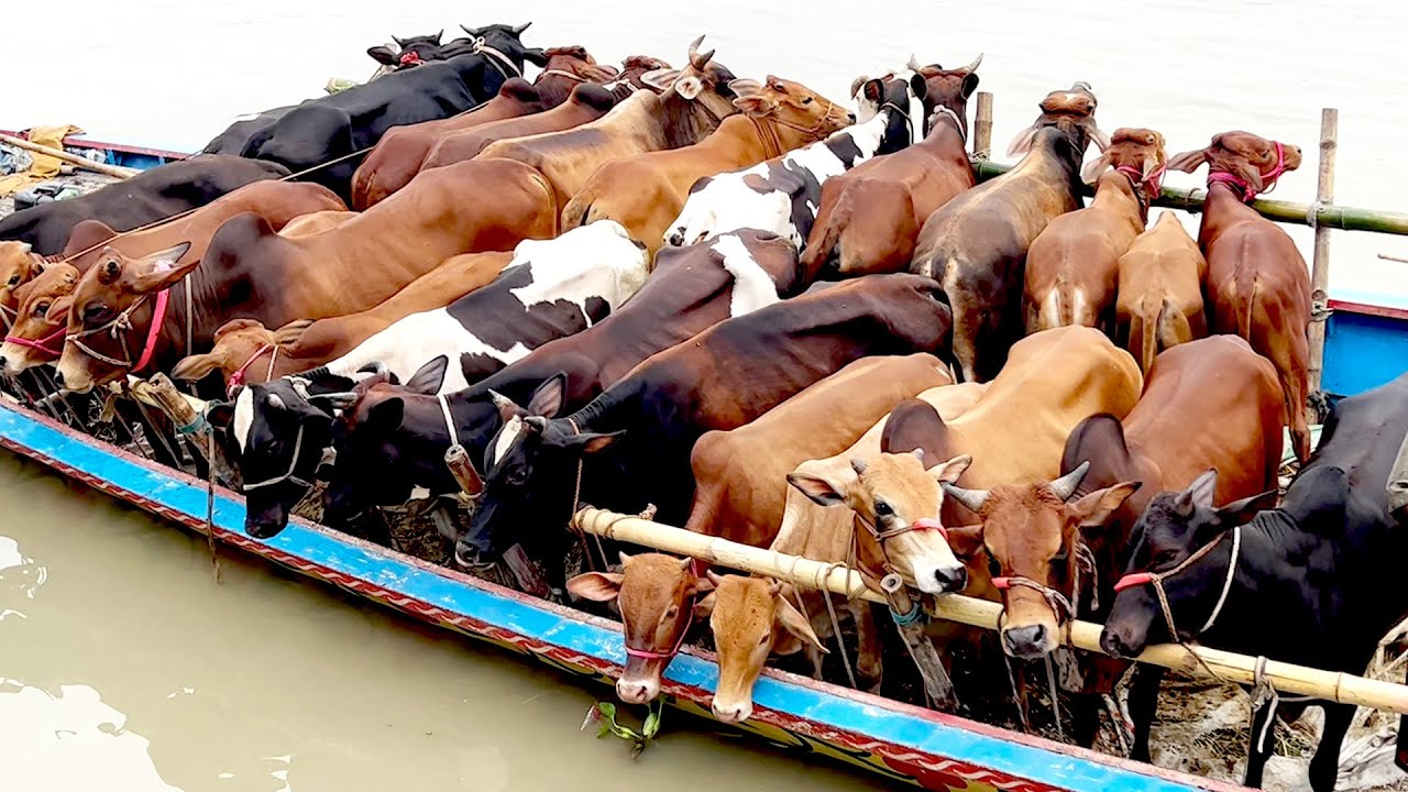 cow unloading, cow videos, cow video, big cow, goru hamba cow, Ep - 535