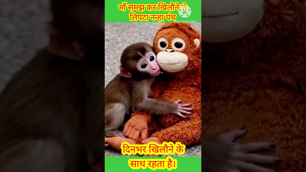 viral punch monkey #punchmonkey #punch #shorts #monkeystory